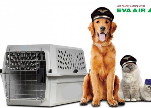 Hướng dẫn chọn lồng vận chuyển chó mèo bay EVA Air chuẩn IATA